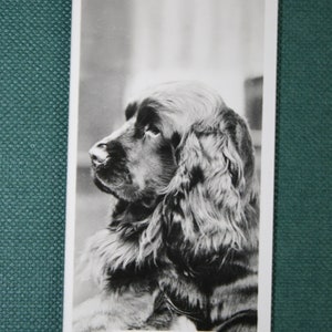 Cartão Fotográfico Vintage SUSSEX SPANIEL Show Champion Original 1939