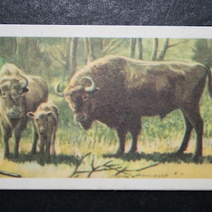 BISONTE EUROPEO SAGGIO Carta della fauna selvatica illustrata vintage originale