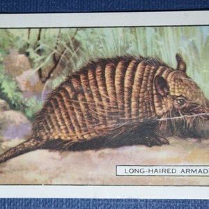 ARMADILLO Vintage 1937 Carta illustrata sulla fauna selvatica