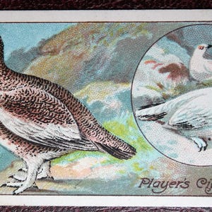 Cartão de pássaro ilustrado PTARMIGAN Vintage 1908