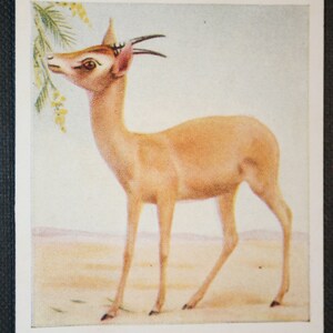 MUSCAT GAZELLE vintage Naive Art Illustrated Textured Wildlife Card