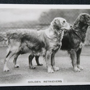 Tarjeta fotográfica vintage original de GOLDEN RETRIEVER