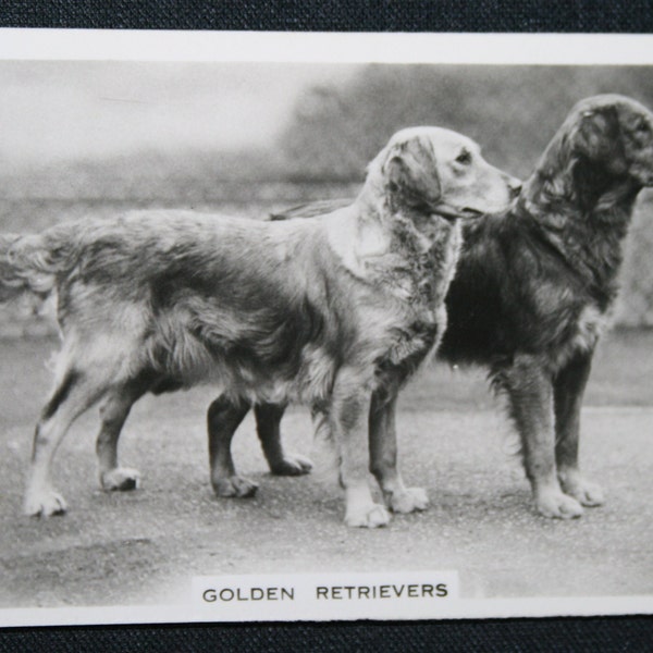 GOLDEN RETRIEVER   Original Vintage Photocard