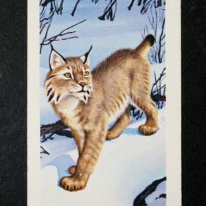 LINCE CANADESE Vintage 1970 Carta illustrata sulla fauna selvatica