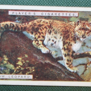 SNEEUWLUIPAARD Vintage Geïllustreerde Wildlife Card