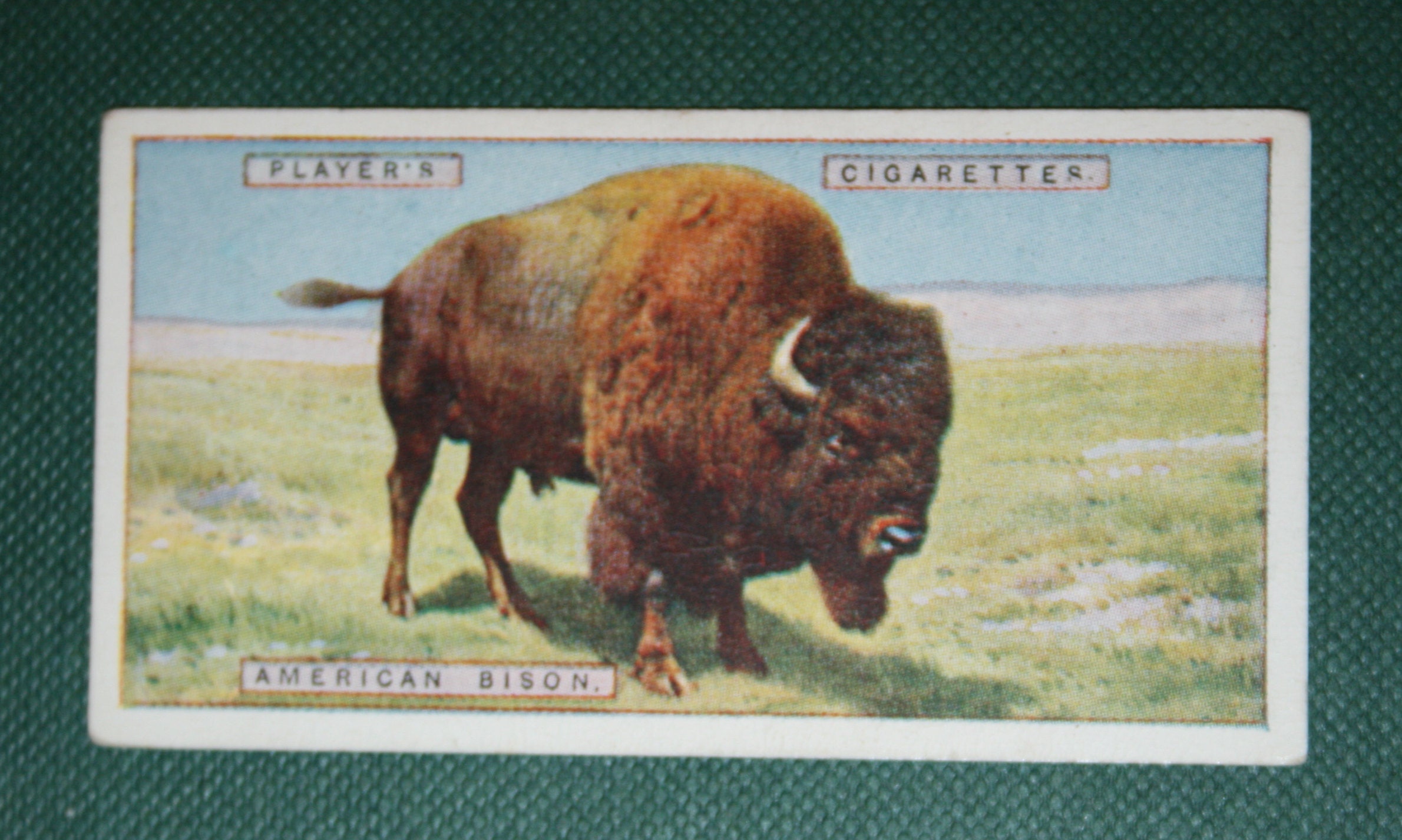 AMERICAN BISON Vintage 1924 Illustrated Wildlife Card - Etsy