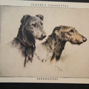 Tarjeta ilustrada vintage de perro SCOTTISH DEERHOUND de 1955