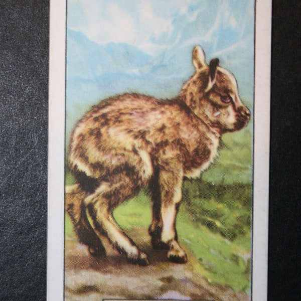 WILD GOAT    TUR  Baby Goat   Original Vintage Wildlife Card