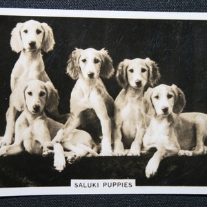 SALUKI  PUPPIES   Original 1939 Vintage Photocard
