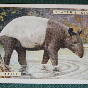 TAPIRO MALESE Carta della fauna selvatica illustrata vintage originale