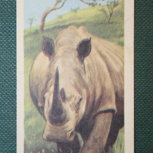 RINOCERONTE BIANCO Carta illustrata della fauna selvatica d'epoca del 1963