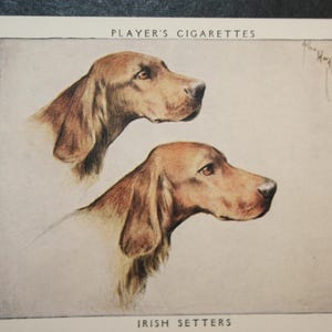 Cartão ilustrado de cachorro IRISH SETTER Vintage 1955