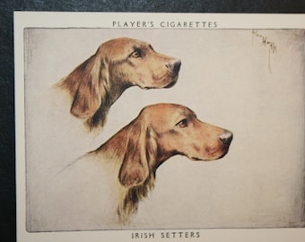 IRISH SETTER    Vintage 1955 Illustrated Dog Card