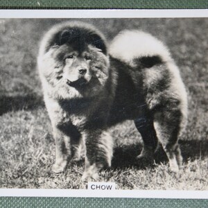 CHOW CHOW Original 1939 Vintage Fotokarte
