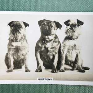 GRIFFON BRUXELLOIS Tesserino fotografico vintage degli anni '30