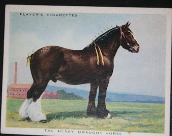 HEAVY DRAUGHT HORSE    Vintage Illustrated Card   Unframed