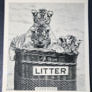 Op de afbeelding: Drie tijgerwelpen zitten op een rieten mand met het label "LITTER". De mand is gemaakt van gevlochten riet en heeft een draadgaasbodem. De welpen kijken met nieuwsgierige blikken naar de camera. De afbeelding is in zwart-wit.