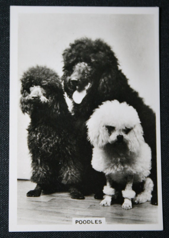 poodle様 POODLE TYPES Vintage 1939 Dog Photocard - Etsy