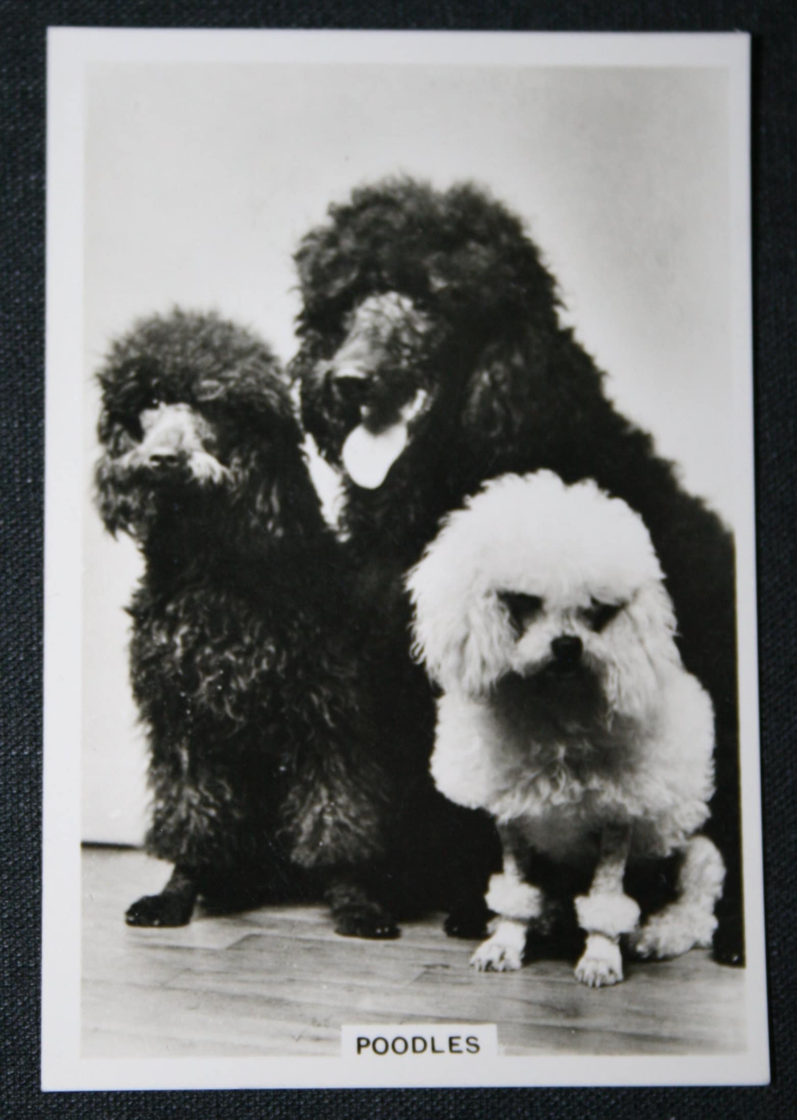 POODLE TYPES Vintage 1939 Dog Photocard - Etsy