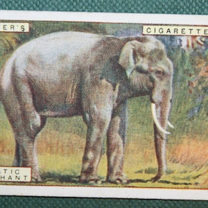 ASIAN ELEPHANT Original 1924 Vintage Illustrated Wildlife Card