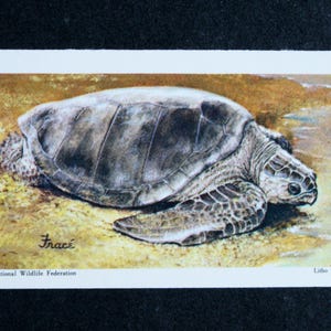 RIDLEY'S TURTLE Vintage 1970 Carta illustrata sulla fauna selvatica