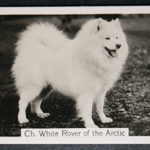 Cartão Fotográfico Vintage Original 1930's Campeão do Show SAMOYED