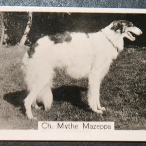 BORZOI Russischer Wolfshund Show Champion Original Vintage Fotokarte