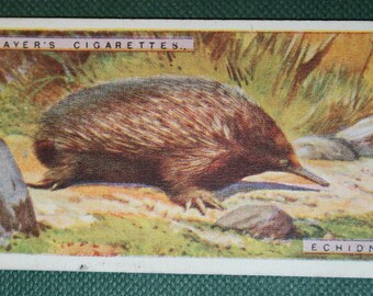ECHIDNA    Australian Spiny Ant-Eater  Vintage Wildlife Card