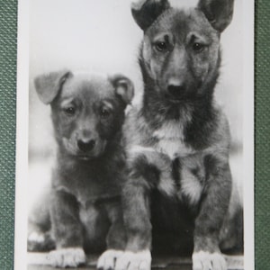CORGI Puppies Vintage 1939 Photocard