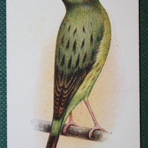 GREEN CANARY   Original Vintage Bird Card