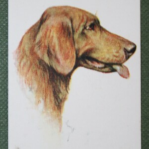 Tarjeta con retrato de perro GOLDEN RETRIEVER de 1929