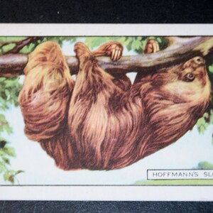 BRADIPO Hoffman's Bradipo Carta illustrata della fauna selvatica d'epoca del 1937