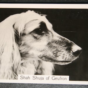 AFGHANISCHER HOUND Show Champion Original Vintage Fotokarte