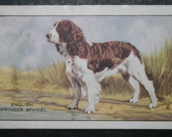 WELSH SPRINGER SPANIEL DOG AND PHEASANT GREAT PRINT MOUNTED READY TO FRAME WELSH SPRINGER SPANIEL DOG AND PHEASANT GREAT PRINT MOUNTED READY TO FRAME