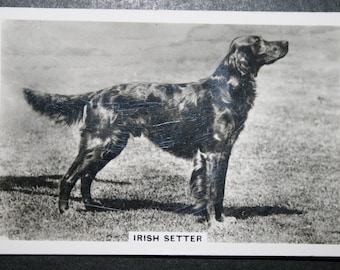 IRISH SETTER   Vintage 1939 Photocard