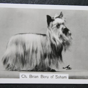 Cartão Fotográfico Vintage YORKSHIRE TERRIER Show Champion Original 1930