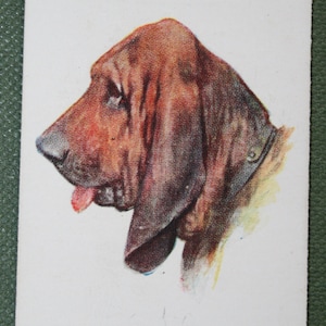 Tarjeta ilustrada de perro BLOODHOUND de 1929