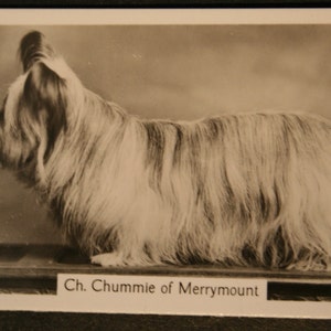 Cartão Fotográfico SKYE TERRIER Show Champion Original 1930's Vintage