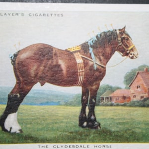 CLYDESDALE DRAUGHT HORSE Vintage illustrierte Karte ungerahmt
