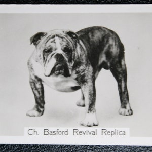 Cartão Fotográfico Vintage BULLDOG Show Champion Original 1930's