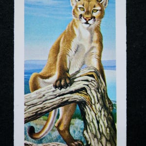 LEONE DI MONTAGNA Puma Vintage 1970 Carta illustrata sulla fauna selvatica