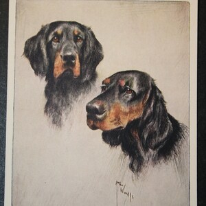 Cartão ilustrado vintage de cachorro GORDON SETTER 1955