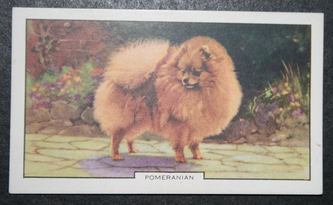 POMERANIAN Original 1938 Vintage Illustrated Card Etsy