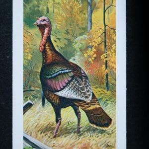 Cartão de pássaro ilustrado WILD TURKEY Vintage 1970