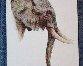 AFRICAN ELEPHANT  Original Vintage Wildlife Card