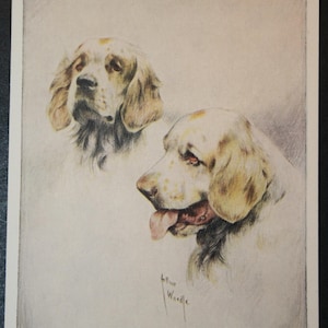 Cartão de cão ilustrado vintage CLUMBER SPANIEL