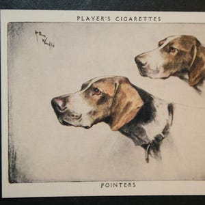 POINTER Vintage 1955 Cartão ilustrado de cachorro