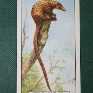 PANGOLINO Carta illustrata della fauna selvatica d'epoca del 1937