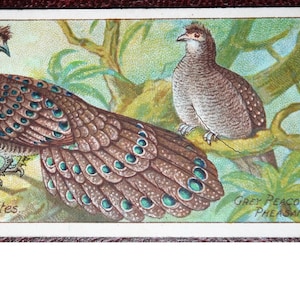 Cartão de pássaro ilustrado vintage original PAVÃO FAISÃO CINZENTO