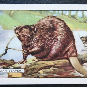BEAVERS Carta illustrata della fauna selvatica d'epoca del 1937
